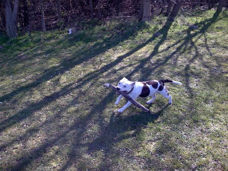 Staffordshire bull terrier Freja (Liza Kabri) billede 8