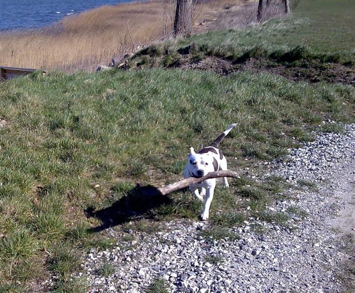 Staffordshire bull terrier Freja (Liza Kabri) billede 9