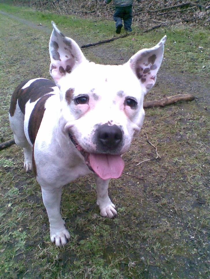 Staffordshire bull terrier Freja (Liza Kabri) billede 10