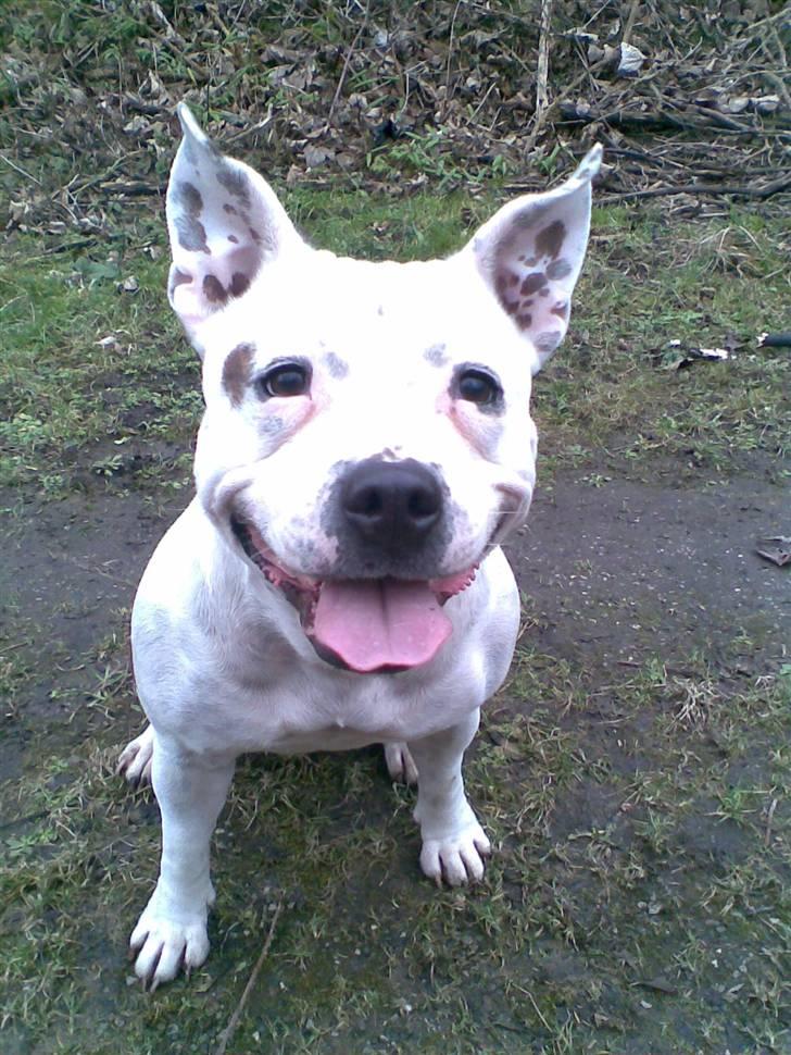 Staffordshire bull terrier Freja (Liza Kabri) billede 11