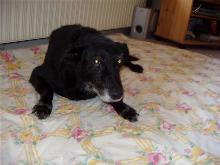 Blanding af racer Blackie R.I.P billede 2