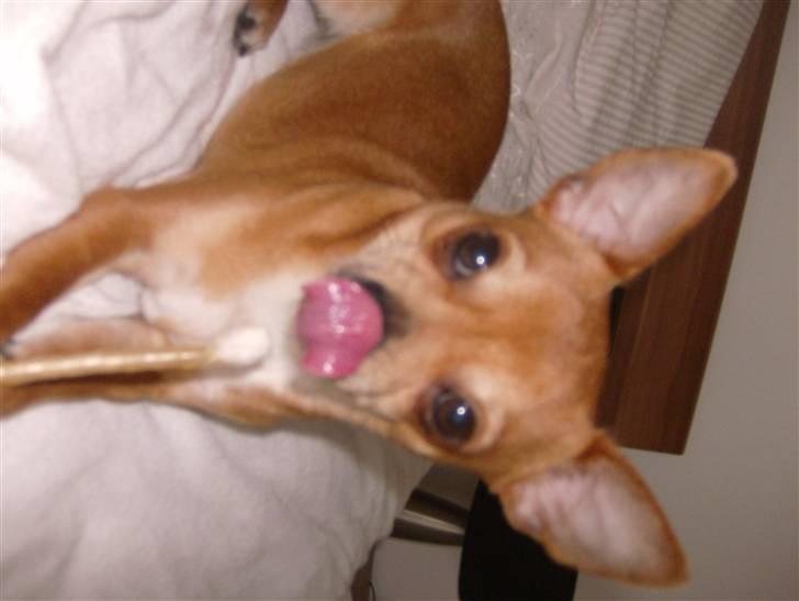 Chihuahua Zigi billede 1