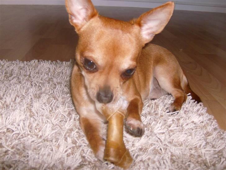 Chihuahua Zigi billede 2