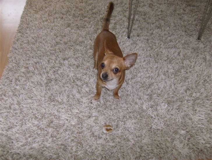 Chihuahua Zigi billede 3