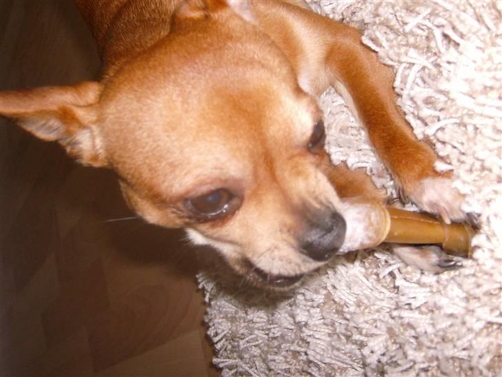 Chihuahua Zigi billede 4