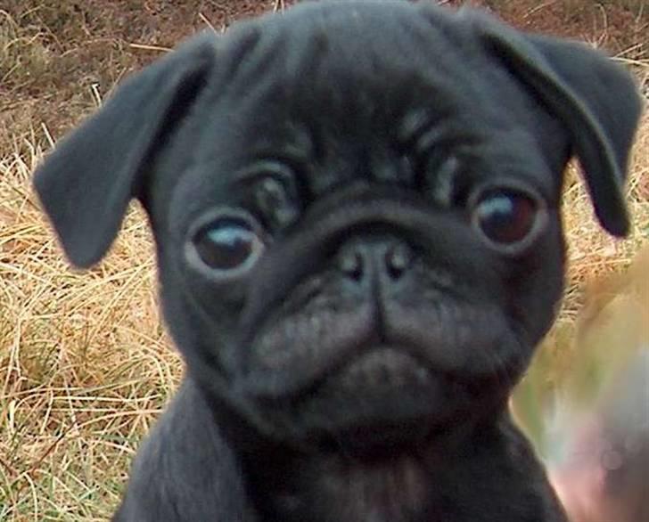 Mops Carla og nu også Manse billede 11