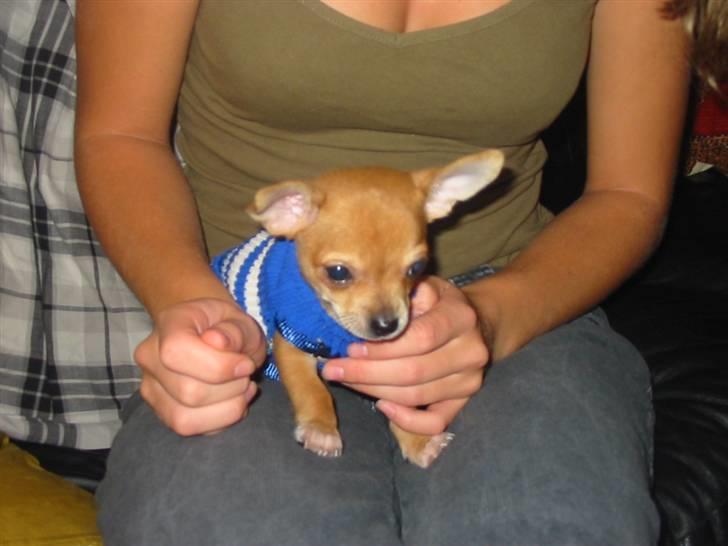 Chihuahua Zigi billede 5