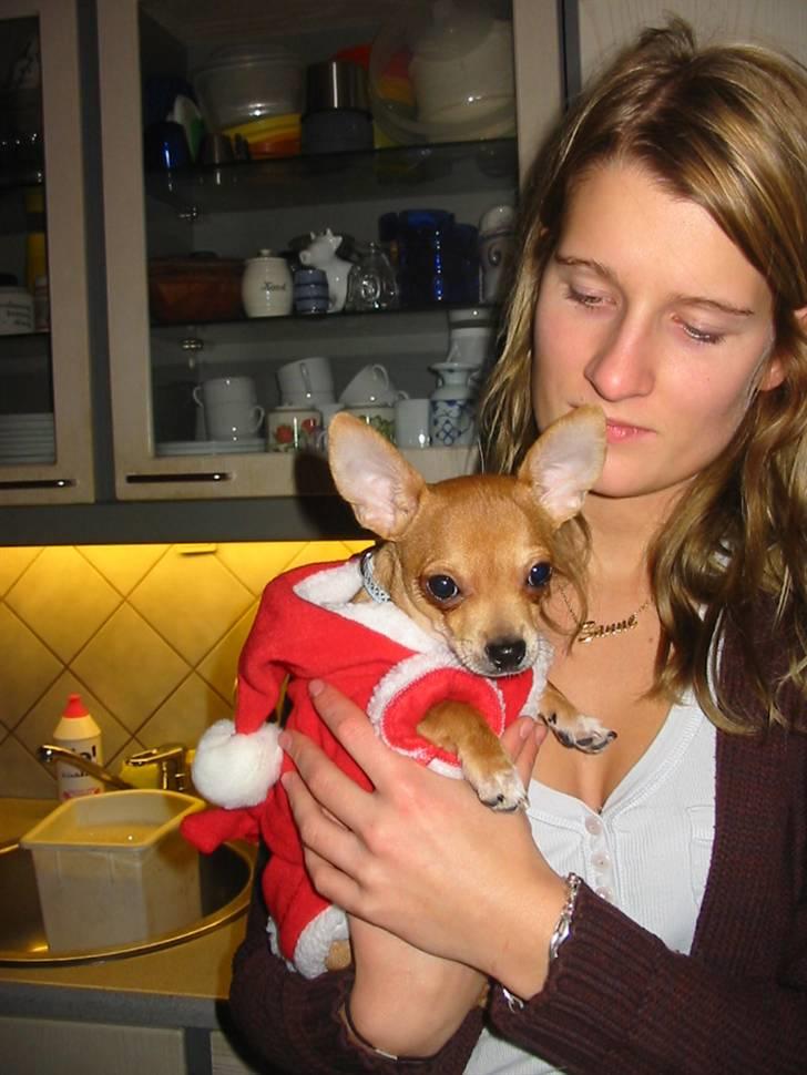 Chihuahua Zigi billede 6