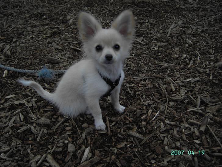 Blanding af racer Lillie billede 20