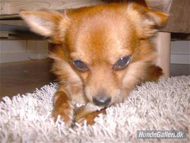 Chihuahua Samson billede 1