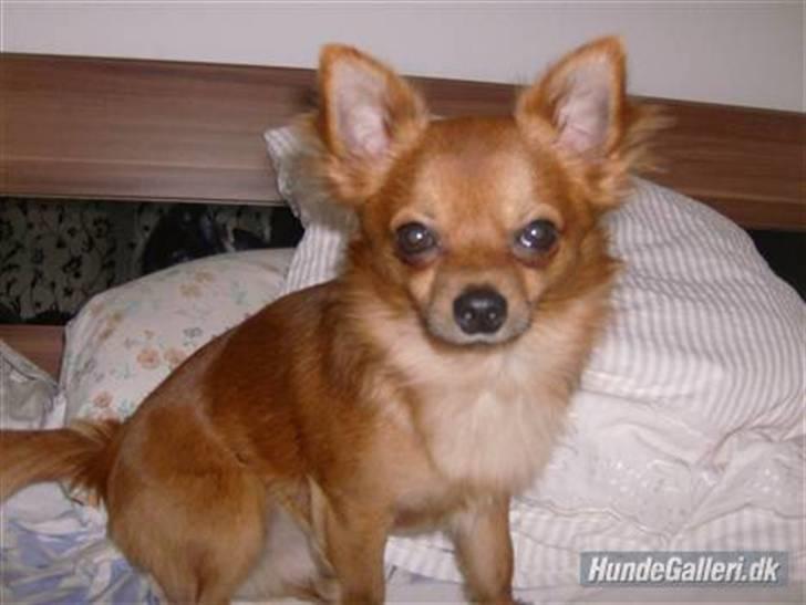 Chihuahua Samson billede 2