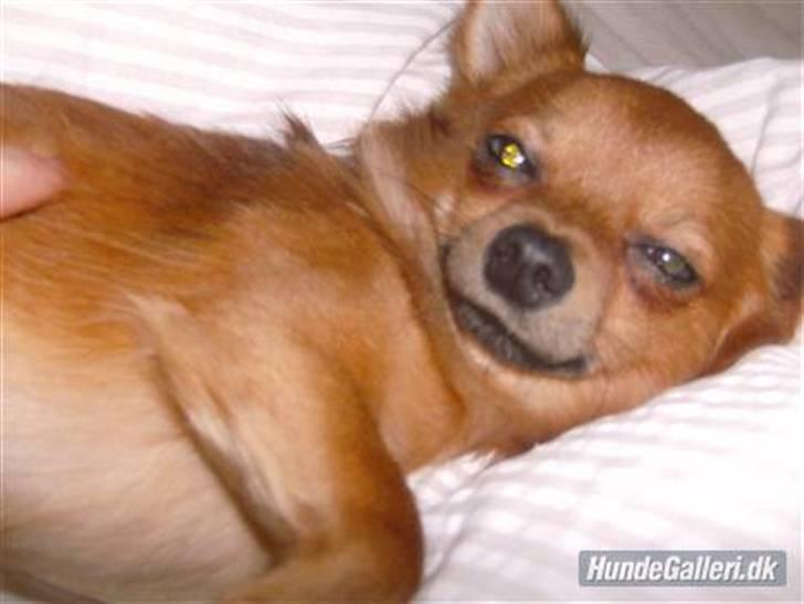 Chihuahua Samson billede 3