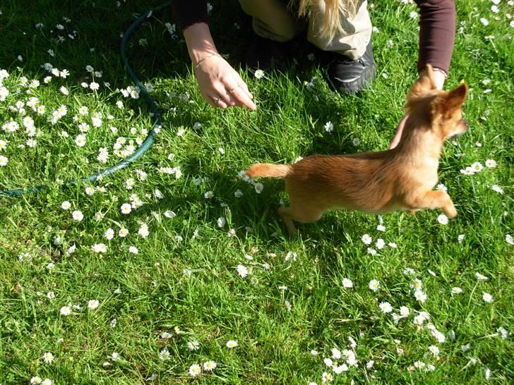 Chihuahua Samson billede 4