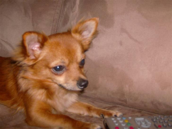 Chihuahua Samson billede 5