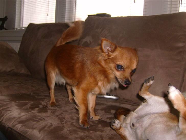 Chihuahua Samson billede 6