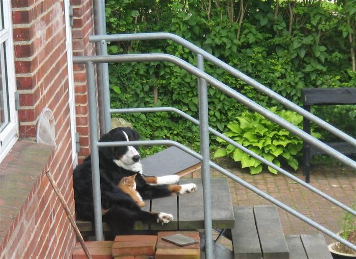 Berner sennenhund Frida R.I.P. billede 10