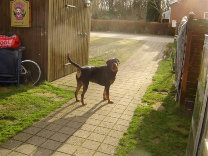 Rottweiler Laika billede 17