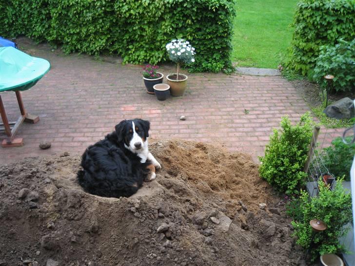 Berner sennenhund Frida R.I.P. billede 11
