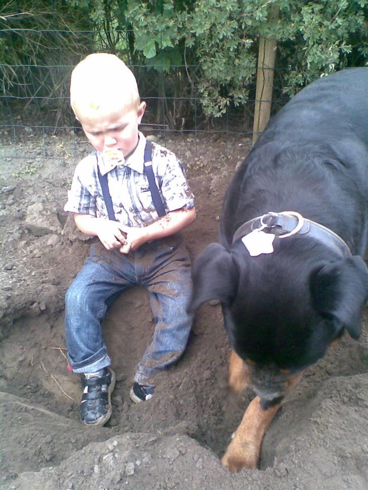 Rottweiler Laika billede 18