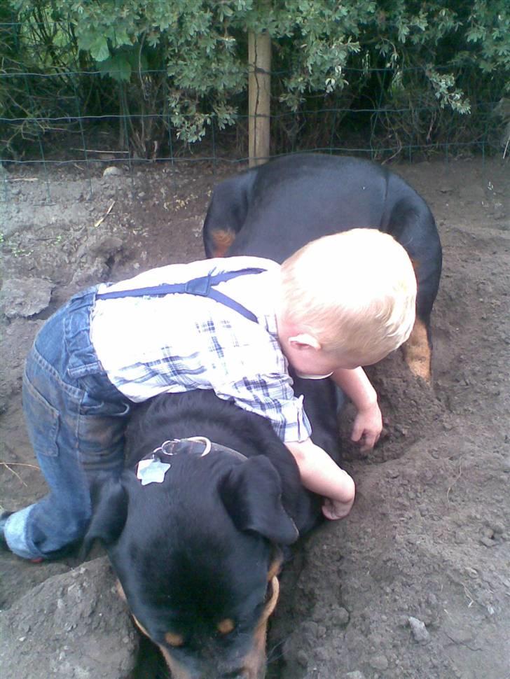 Rottweiler Laika billede 19