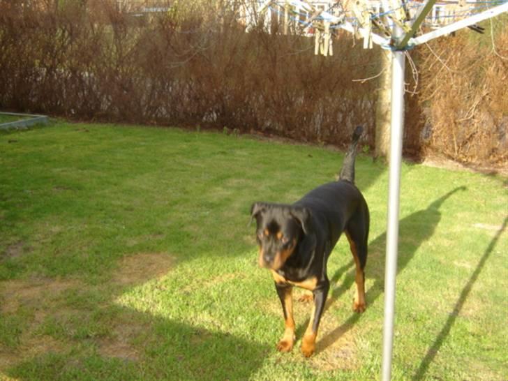 Rottweiler Laika billede 20
