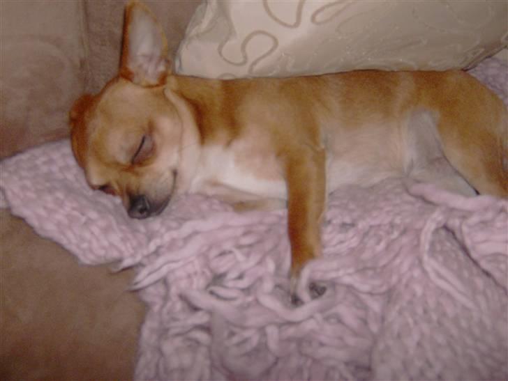 Chihuahua Zigi billede 8