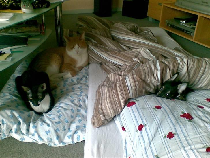 Chihuahua Cloe billede 5