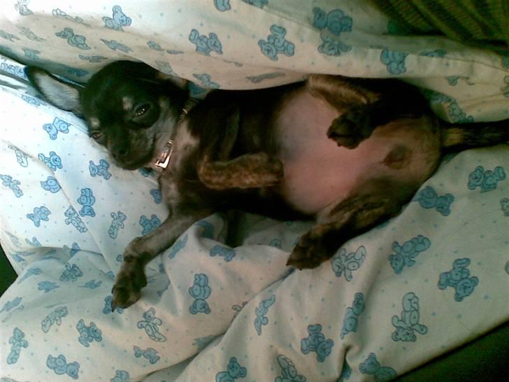 Chihuahua Cloe - 5 dag i sit hjem billede 6