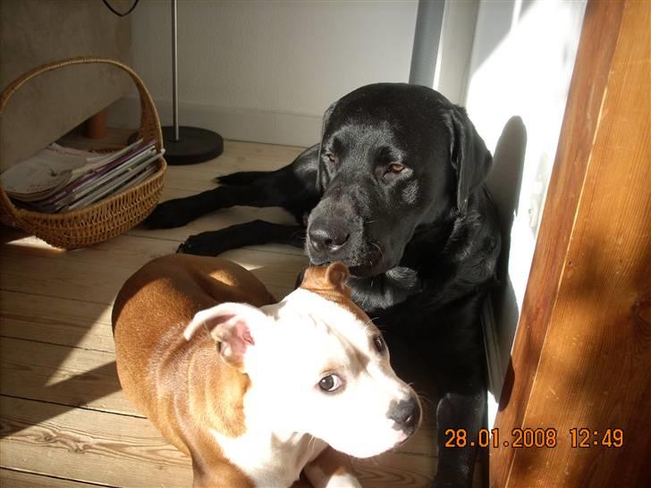 Labrador retriever Gilbert - Gilbert og Thor billede 15