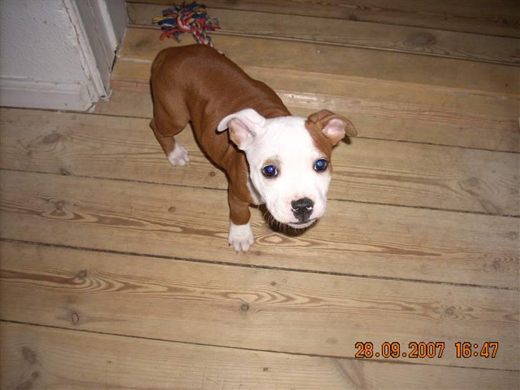 Staffordshire bull terrier Thor billede 9