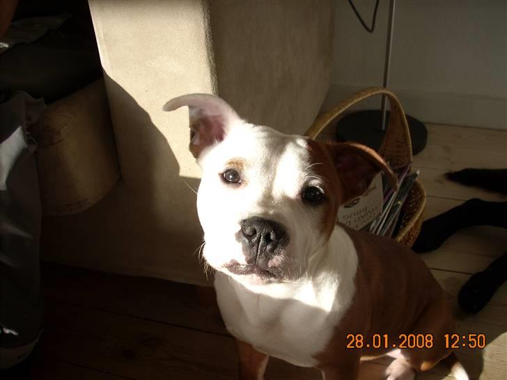 Staffordshire bull terrier Thor billede 10