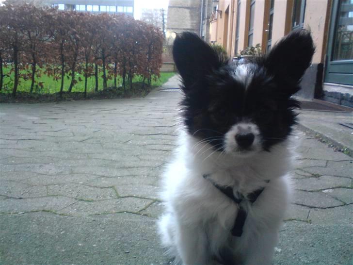 Papillon Valde - Valde i gården billede 4