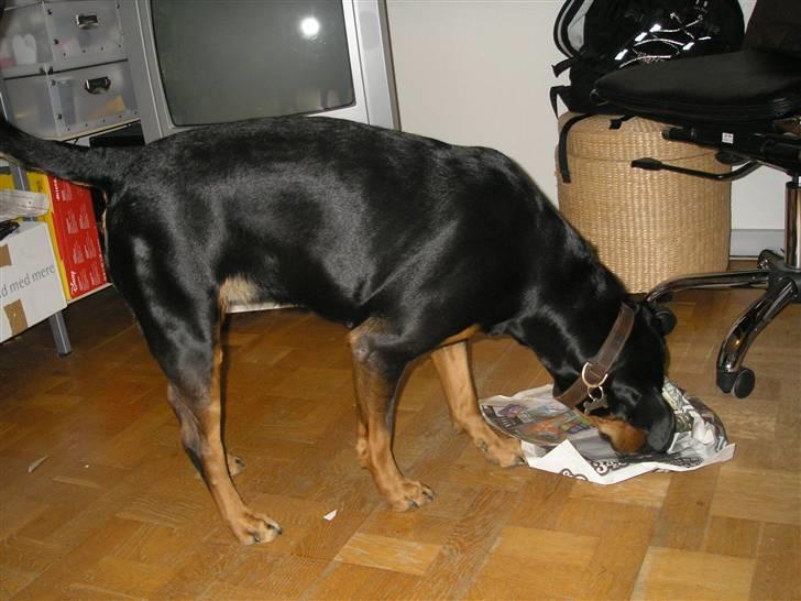 Blanding af racer Toffi - En godbid er gemt i en æske, som er gemt i en avis med en godbid i osv. billede 17