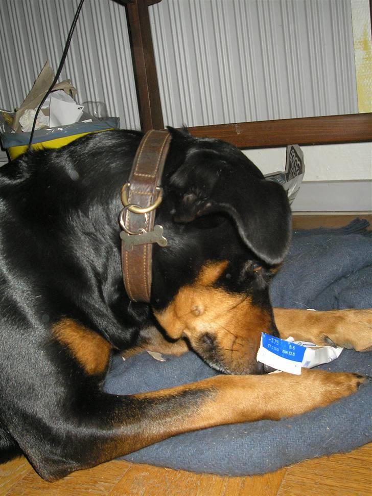 Blanding af racer Toffi - Nu er Toffi nået ind til godbidden i den inderste æske :-) billede 18