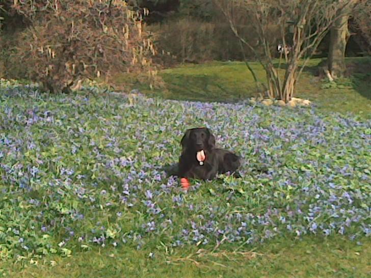 Flat coated retriever Mille - Sweet Heart ! billede 1