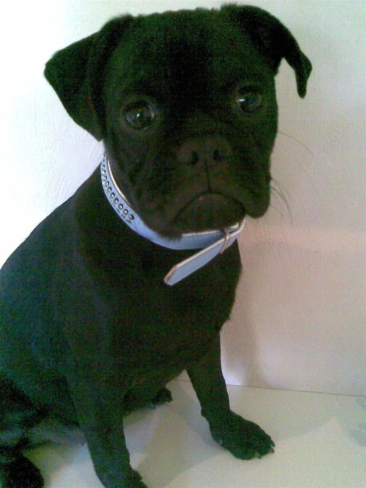 Mops Carlo billede 1