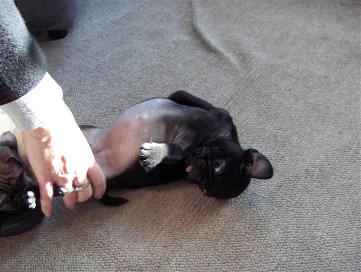 Mops Carlo billede 2