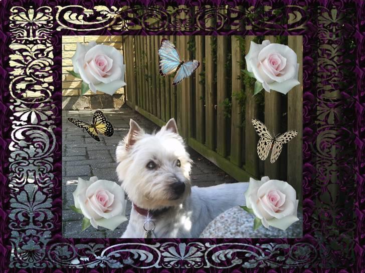 West highland white terrier Mille R.I.P billede 16