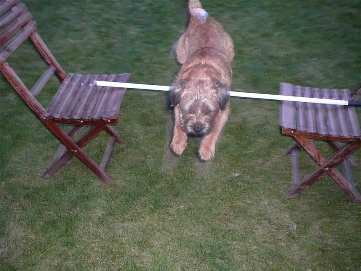 Border terrier hunters' house Elmer billede 16