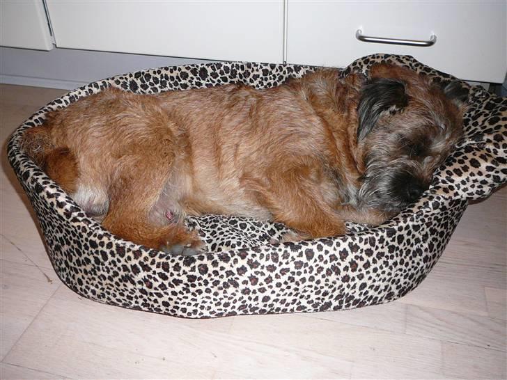 Border terrier hunters' house Elmer billede 17