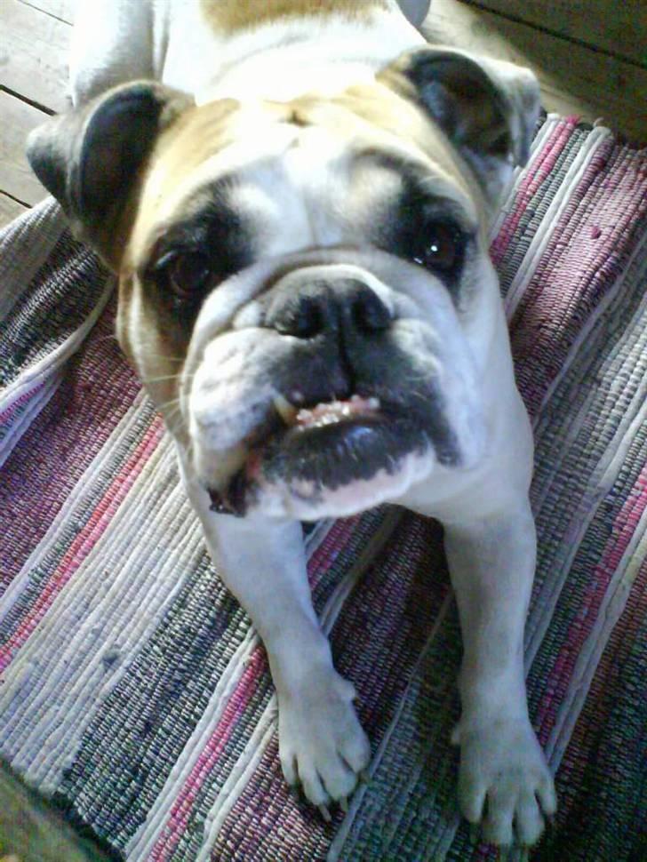 Engelsk bulldog INZO billede 1