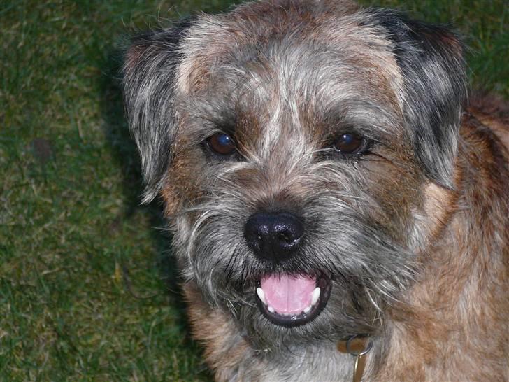 Border terrier hunters' house Elmer billede 18