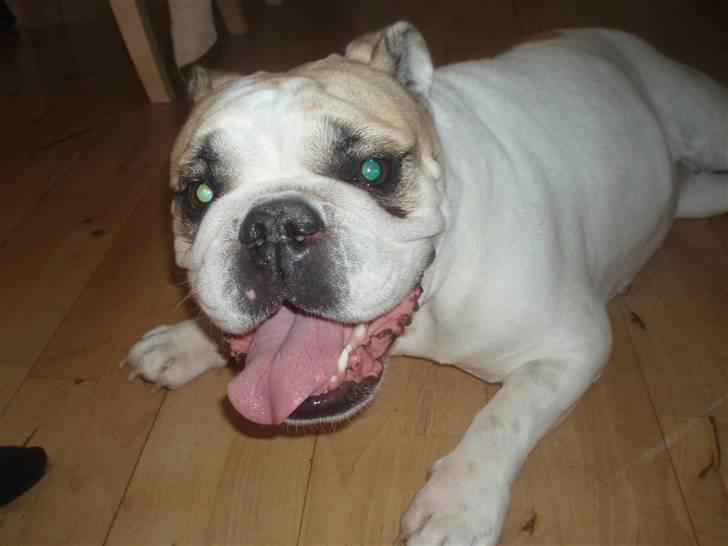 Engelsk bulldog INZO billede 2