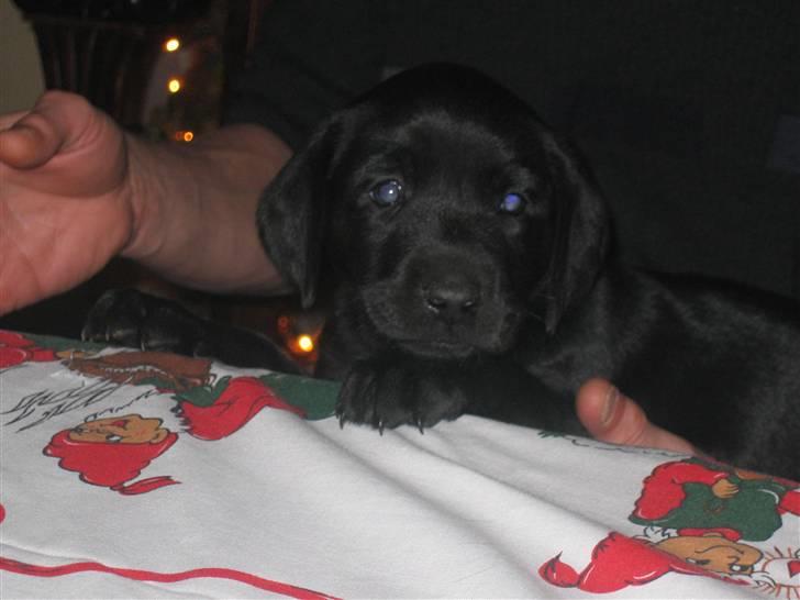 Labrador retriever Aqita billede 1