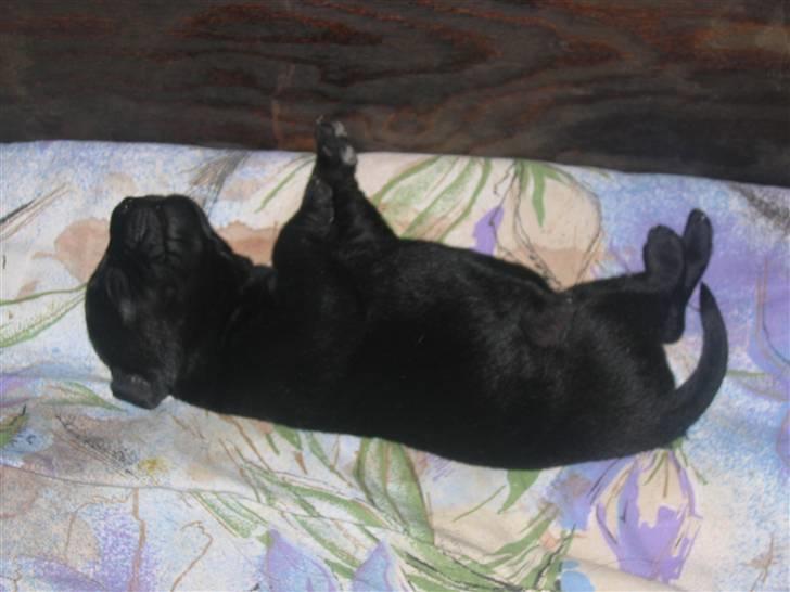 Labrador retriever Aqita billede 2