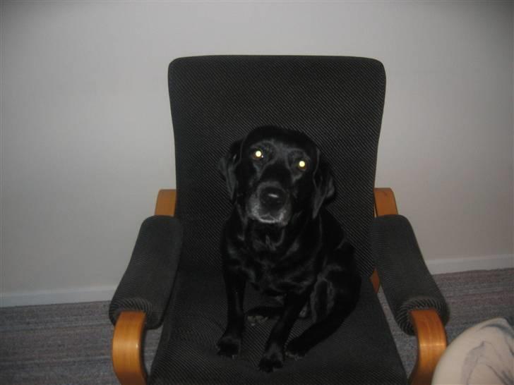 Labrador retriever Aqita billede 4