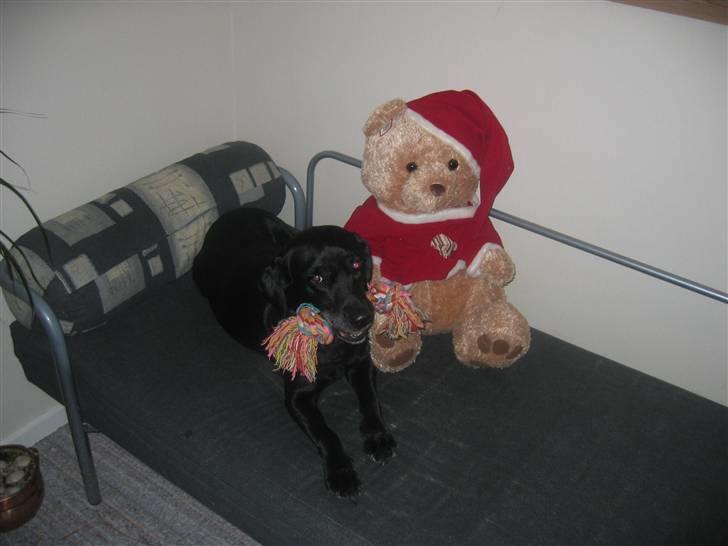 Labrador retriever Aqita billede 5