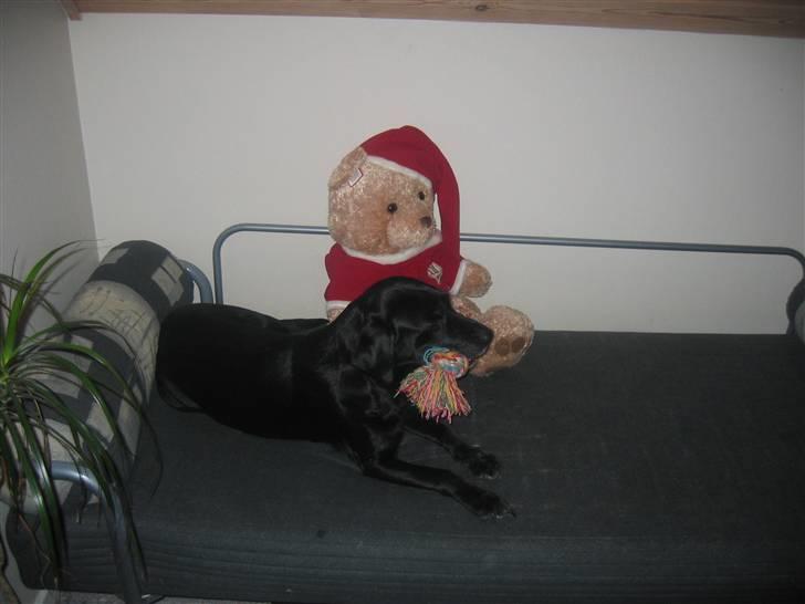 Labrador retriever Aqita billede 6