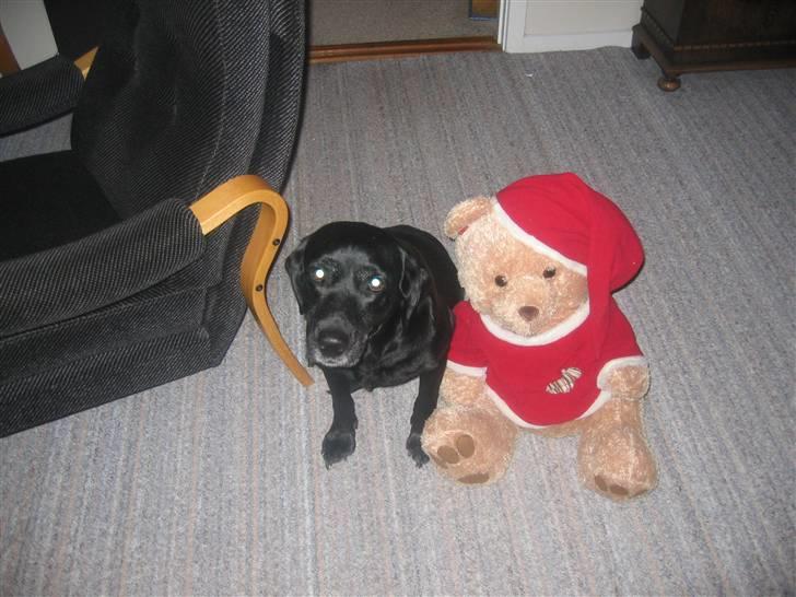 Labrador retriever Aqita billede 7