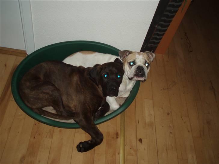 Engelsk bulldog INZO - i seng med min bedsteste ven Demos :O) billede 3